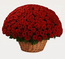 251 Премиум красная роза в Баляге Премиум букет из: Розы в Баляге